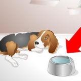 Een zieke hond help drinken