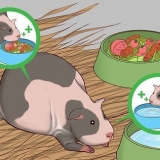 Een zwangere cavia help