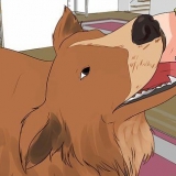Een zwangere hond wassen