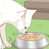 Een zwerfkat adopteren