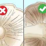 Eetbare paddenstoelen identifiseer