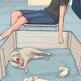 Ermee gaan om wanneer 'n moederhond haar hondjies afwys