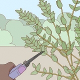Berging van eucalyptus
