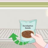 Groeiende eucalyptus