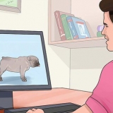 Fokken met honde
