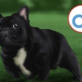 Franse buldogs fokken
