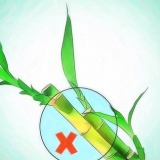 Kweek lucky bamboo