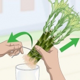 Voortplanting van lucky bamboo