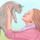 Genegenheid toon aan 'n kat