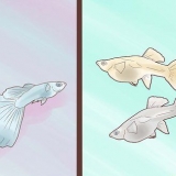Guppy se fokken