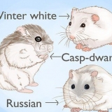 Hamsters fokken