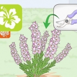Snoei heideplante