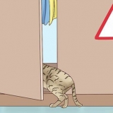 Herkennen dat 'n kat gaan bevallen