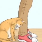 Herkennen van 'n kat 'n zwerfkat is