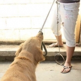 Die gedrag van jou hond kontroleer deur roedelleider te word