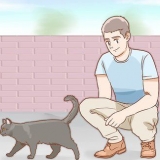 Die geslag van 'n kat bepaal