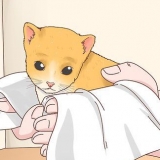 Die geslag van 'n kat bepaal