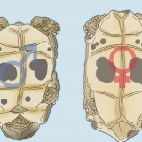 Het geslag van 'n schildpad vaststellen