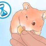 Die geslag van je hamster bepaal