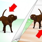 Die markeringsgedrag van jou hond afleren