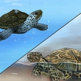 Die verskil sien tussen waterschildpadden, moerasschildpadden en landschildpadden