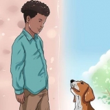 Het vertroue van 'n hond wen