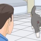 Het vertroue van 'n kat wen
