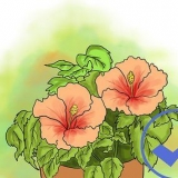 Kweek hibiscus in die buitelug