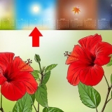 Voortplanting van hibiscus