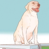 Honden aanmoedigen om te paren