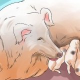 Honden laten stoppen met het eten van hondenpoep