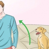 Honden laten stoppen met likken