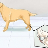 Honden met gewrichtsprobleme en stijfheid help