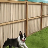 Honden ontmoedigen om in die tuin te poepen