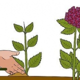 Kweek hortensia's uit steggies