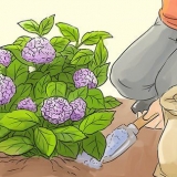 Berei hortensia's vir die winter voor