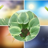 Hosta plante