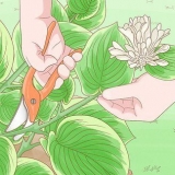 Hostas snoei