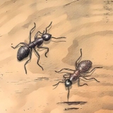 Herken timmerman miere