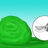 Snoei holly
