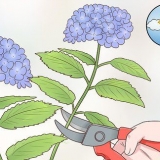 Sny hortensia-blomme