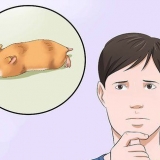 Begryp as jy hamster nie beweeg nie
