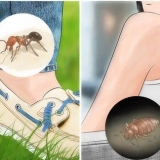 Insectenbeten herkennen