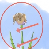 Versorging van irisse wanneer die blomme sterf