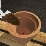 Kweek jasmyn in 'n pot