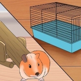Je cavia gelukkig maak sonder 'n tweede cavia