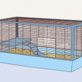 Je cavia help jou lang lewe