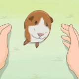 Je cavia trainen