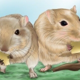 Je gerbil gelukkig maak