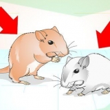 Je gerbils maak